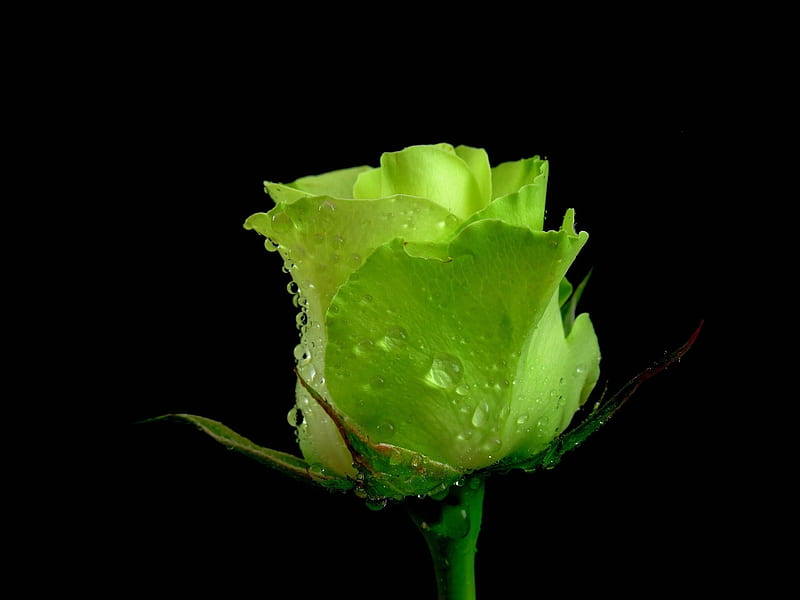 Rose, flower, green rose, nature, HD wallpaper | Peakpx