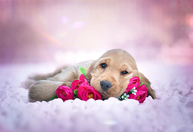 Puppy, cocker spaniel, rose, caine, flower, pink, dog, animal, pet, cute, HD wallpaper