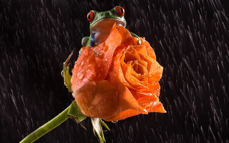 Hiding, orange, rose, black, animal, frog, green, water drops, flower, rain, HD wallpaper