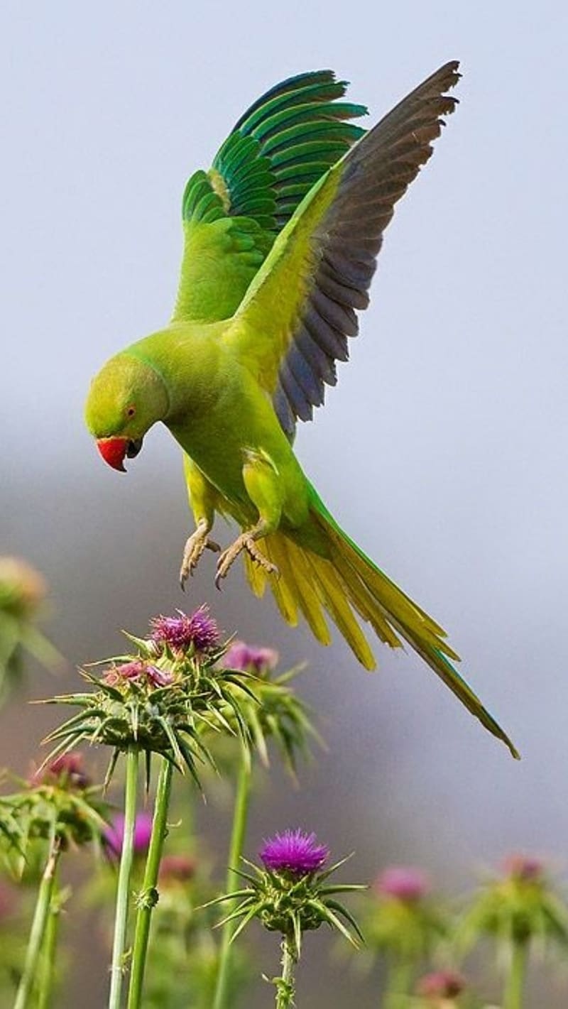 Birds Flying, Green Parrot, parrot, flowers, HD phone wallpaper