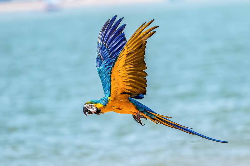 Macaw Bird , macaw, parrot, birds, flying, HD wallpaper