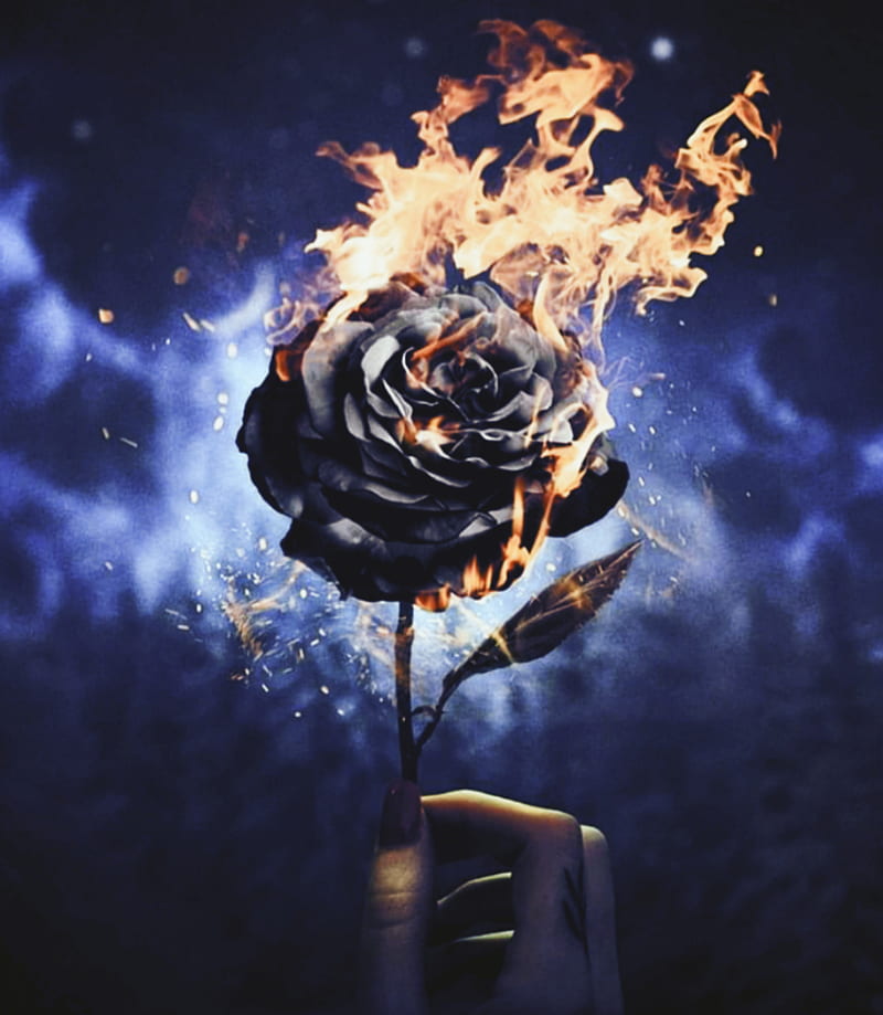 Burning Rose, burning love, fire, love, HD phone wallpaper
