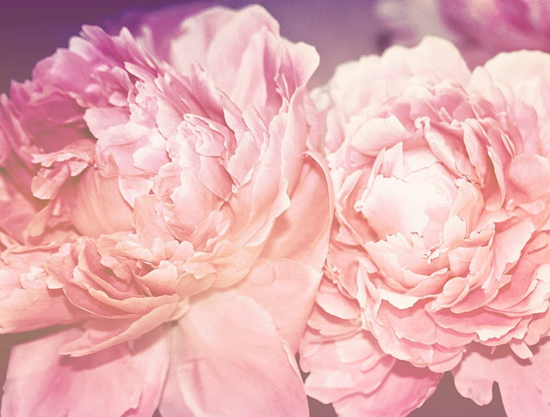 Peonies together, together, soft, sublime, peonies, innocent, love, siempre, flowers, nature, twins, pink, HD wallpaper