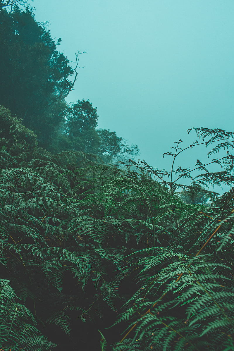 fern, leaves, green, plants, fog, HD phone wallpaper