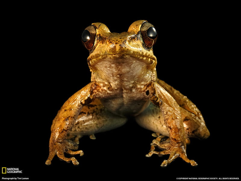 Frog Eyes, frog, loud, wet, brown, eyes, animals, HD wallpaper