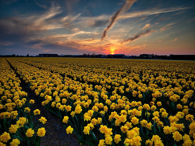 Flowers field of daffodils, Sky, House, Netherlands, Sun, Spring, HD wallpaper