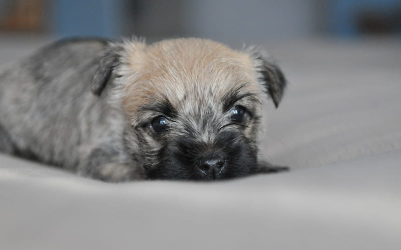 Cairn Terrier small puppy, pets, dogs, Scotland, HD wallpaper