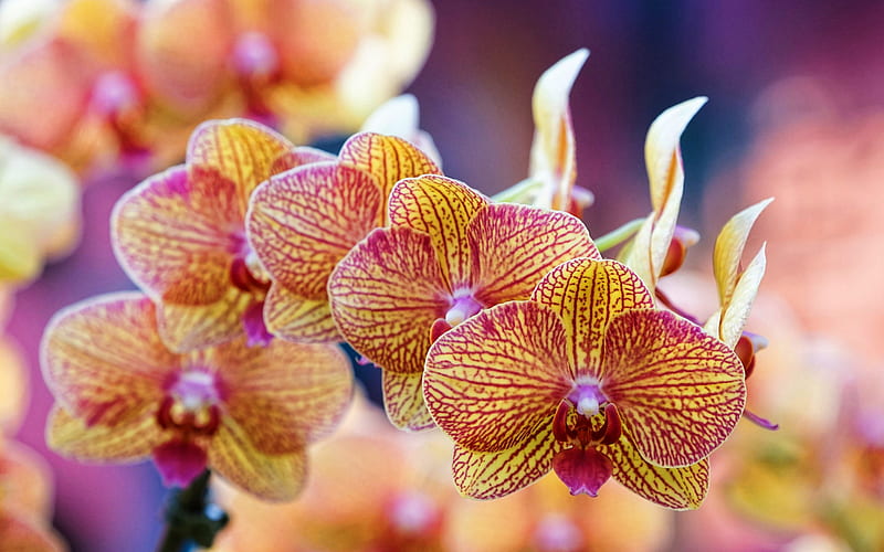 orange orchids, macro, orange flowers, flora, bokeh, Orchidaceae, orchids, Phalaenopsis, HD wallpaper