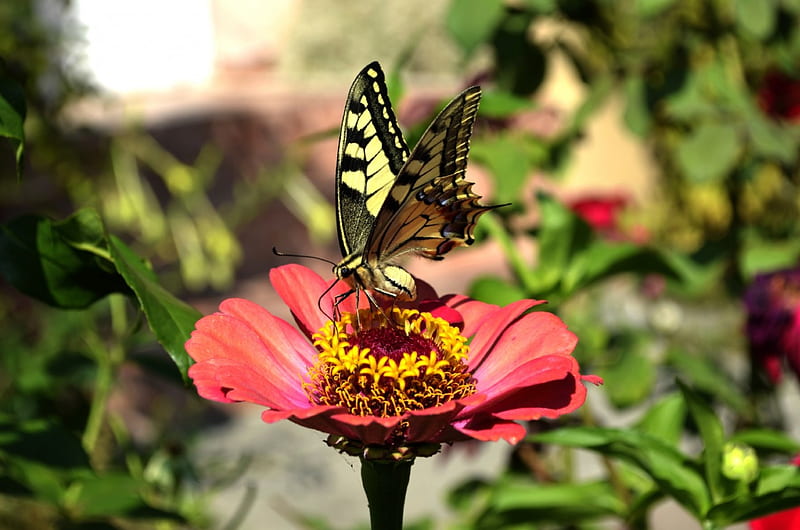 Butterfly, flower, bugs, nature, HD wallpaper | Peakpx