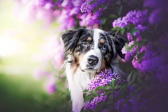 Dog in Purple Flowers