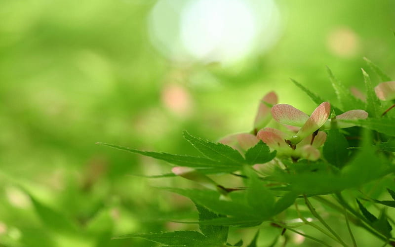 Spring Green Leaf-natural plant, HD wallpaper