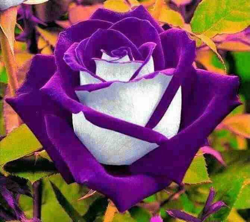 Purple Rose, HD wallpaper