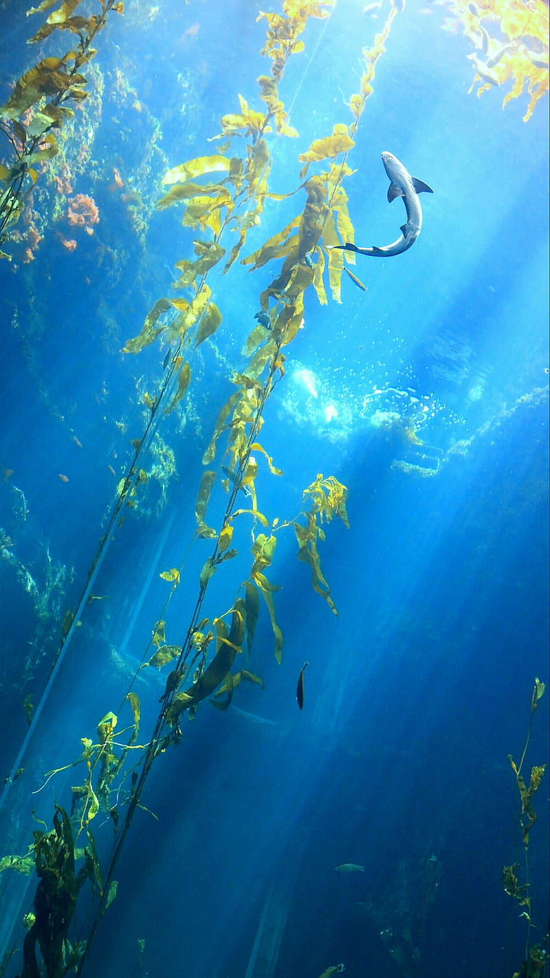 under the ocean, blue, fish, light, nature, plant, sea, sun, water, HD phone wallpaper