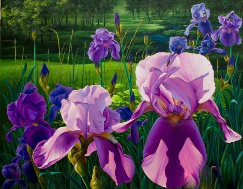Beautiful Irises, pirple, art, green, grass, flowers, bonito, iris, HD wallpaper