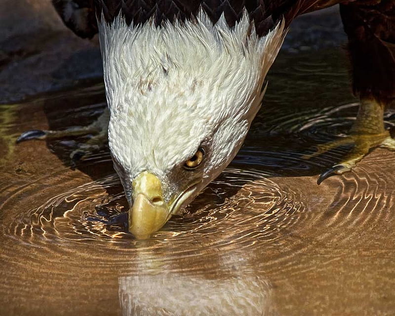 Cool Drink on a Hot Day, eagle, drink, cool, water, HD wallpaper