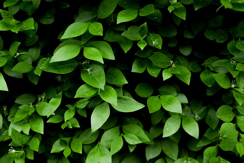 leaf, branch, bush, green, HD wallpaper