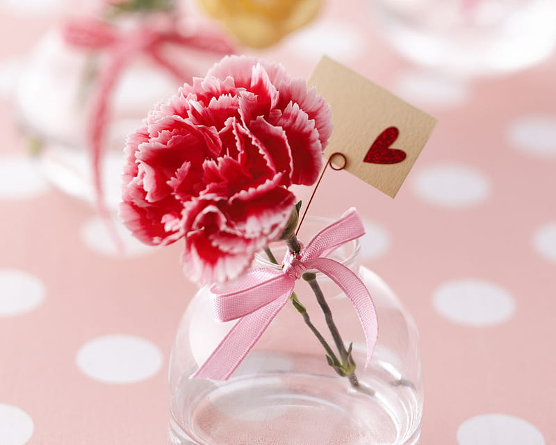 flower for my friend brunette, pink decoration, water, bonito, glass vase, red carnation, HD wallpaper