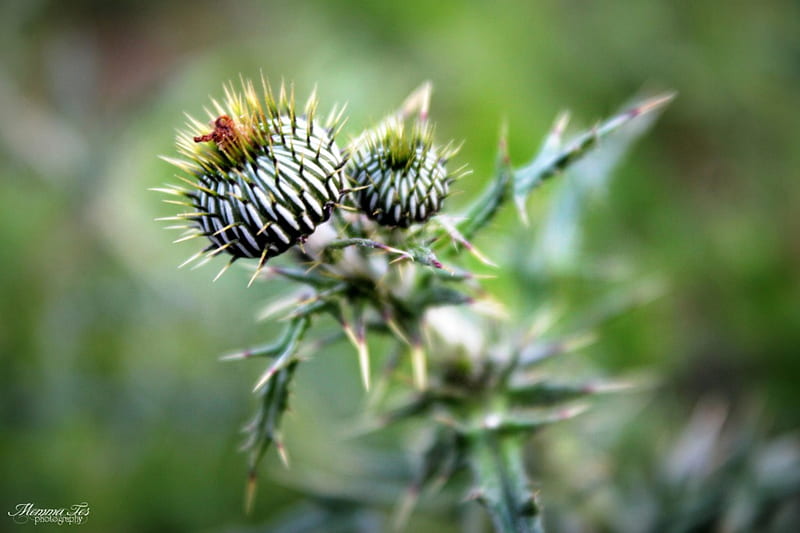 Angry Thistle, weed, plant, flower, thistle, angry, HD wallpaper