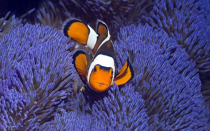 Fish and Purple Corals, Purple, Corals, Fish, Sealife, Underwater Reefs, Nature, HD wallpaper