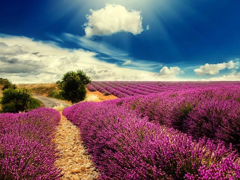 Lavender field, glow, sun, lovely, sunlight, shine, bonito, lavender, sky, clouds, rays, nature, field, meadow, HD wallpaper