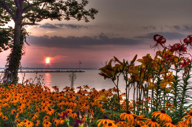 Lakeside Sunset, yellow, flowers, sunset, lakeside, HD wallpaper