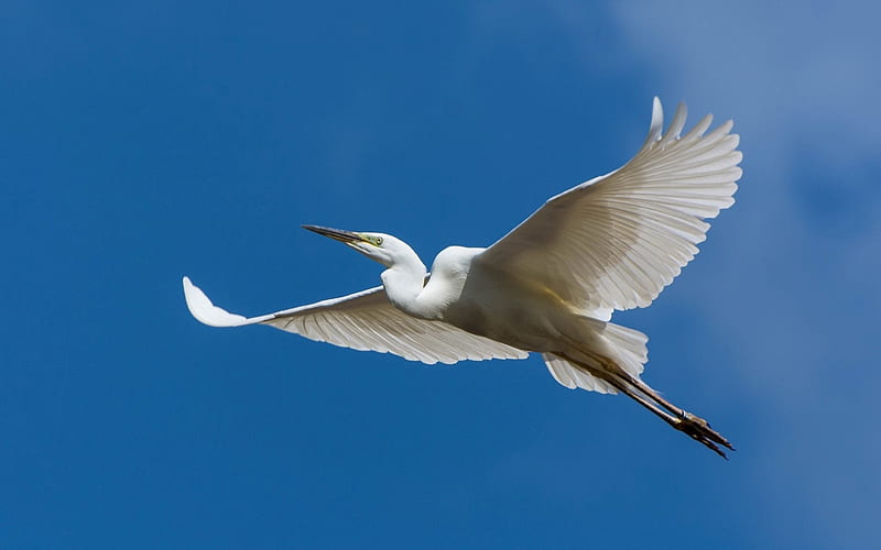 Flying Egret, flying, egret, bird, Latvia, sky, white, HD wallpaper