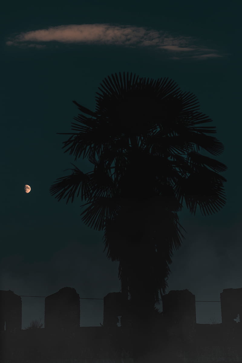 palm, night, dark, outlines, tree, HD phone wallpaper