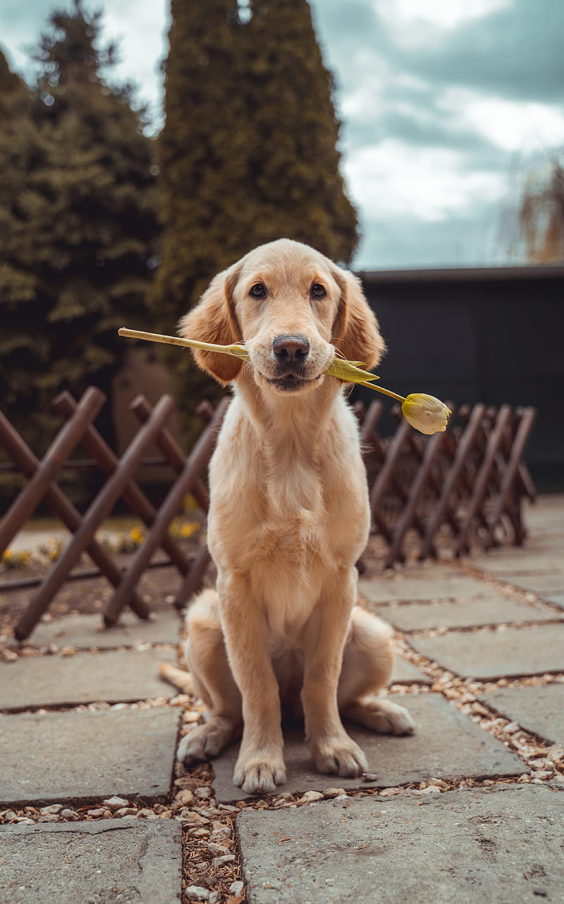 yellow Labrador retriever biting yellow tulip flower, HD phone wallpaper