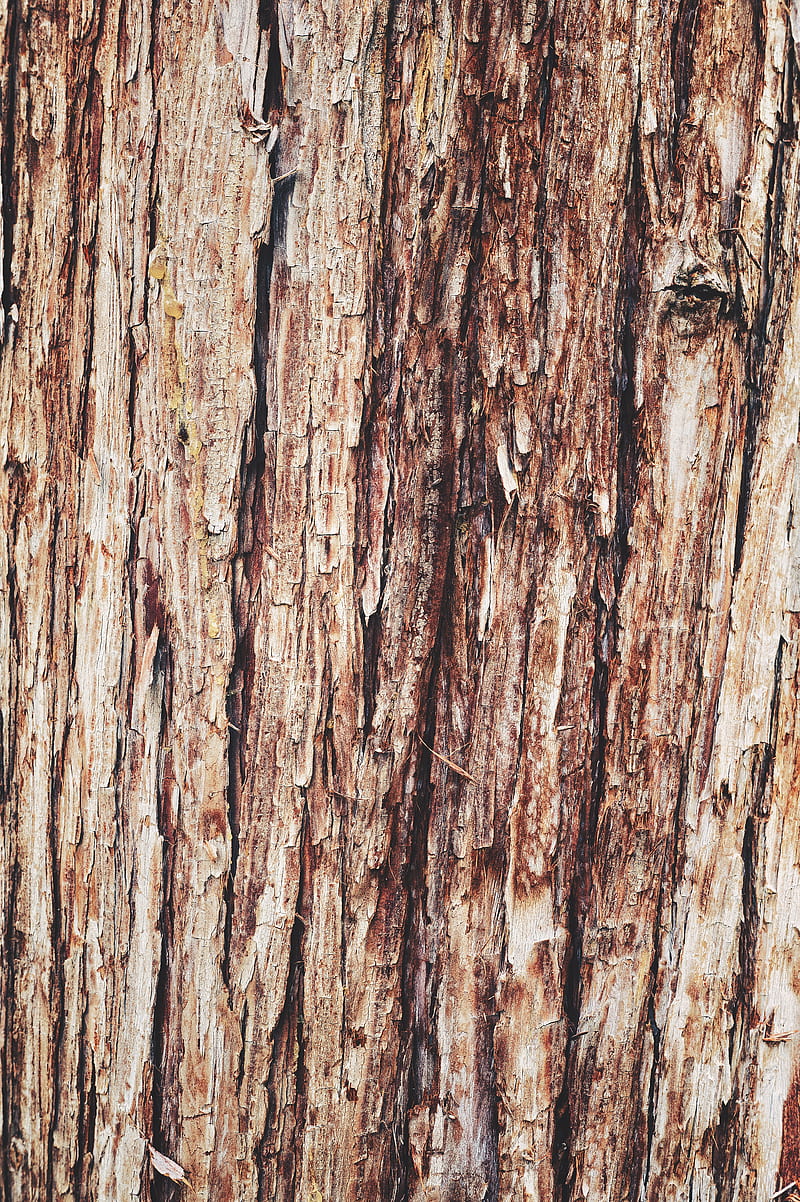 HD tree bark texture wallpapers | Peakpx
