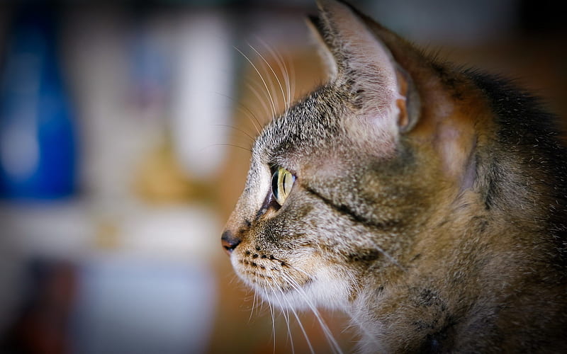 observing cat-wild animals, HD wallpaper