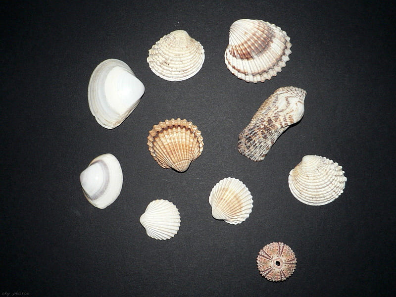 Sea Shells, nature, beach combing, HD wallpaper