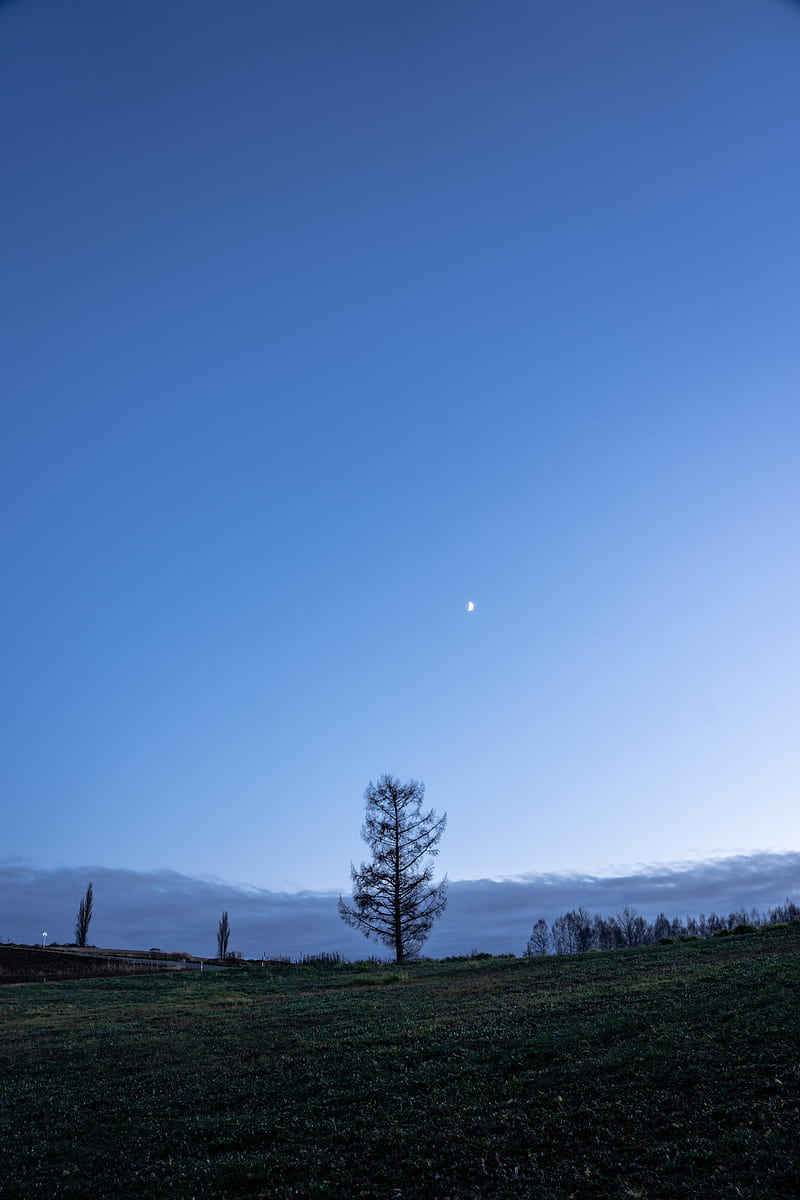 trees, moon, sky, glade, twilight, landscape, HD phone wallpaper