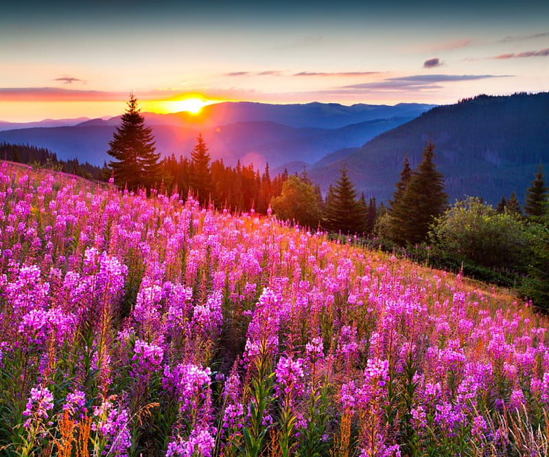 Landscape, blossom, mountains, summer, flowers, sunset, field, HD wallpaper