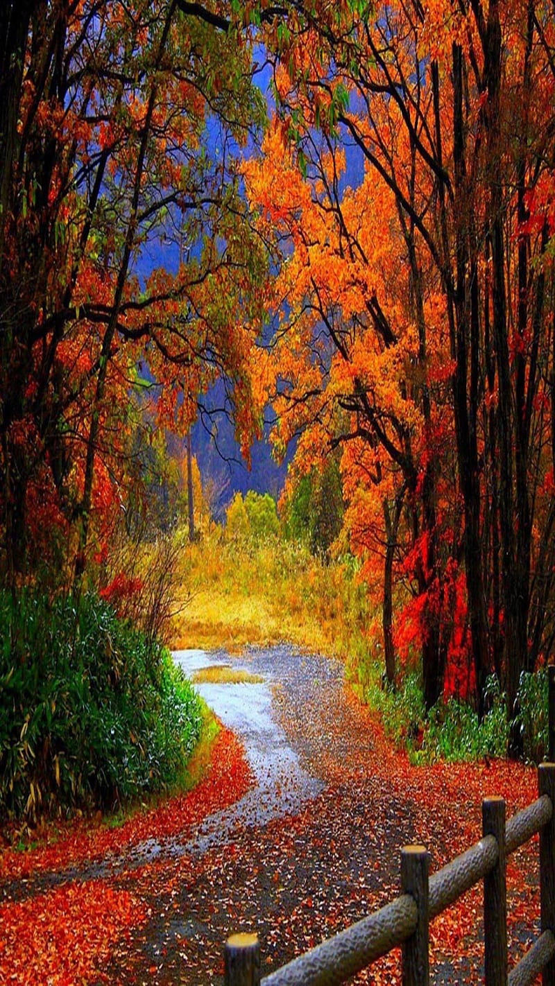 Bosque de otoño, bonito, lindo, mira, bonito, Fondo de pantalla de teléfono  HD | Peakpx