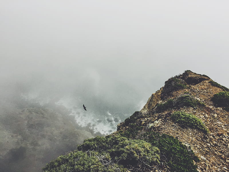 Bird soars over coastal bluffs on a foggy day, HD wallpaper