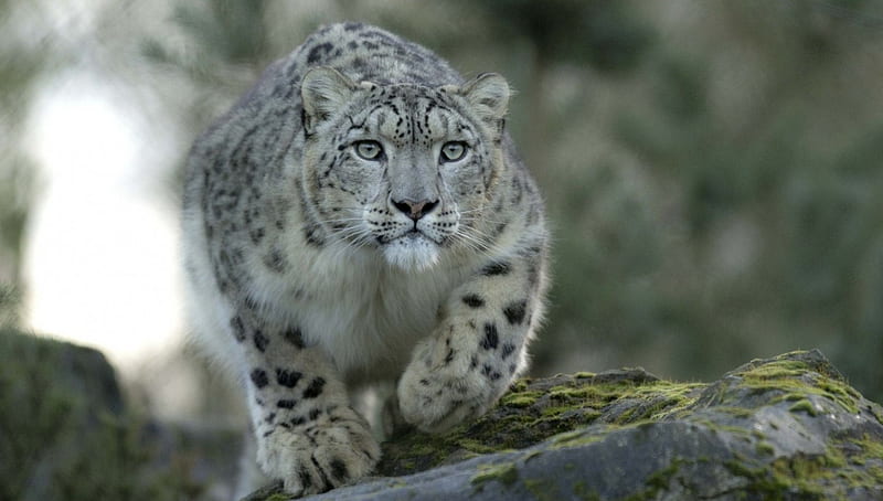 snow leopard, leopard, predator, special, jungle, bonito, hop, camaflauge, HD wallpaper