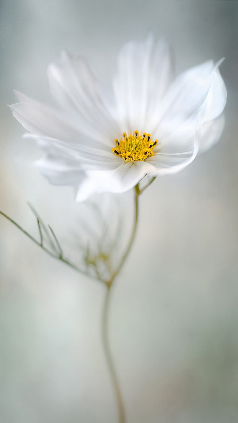 Delicate, flower, white, HD phone wallpaper