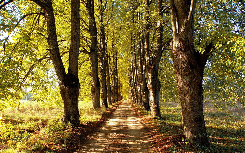 Autumn Avenue in Latvia, autumn, trees, alley, avenue, Latvia, road, HD wallpaper