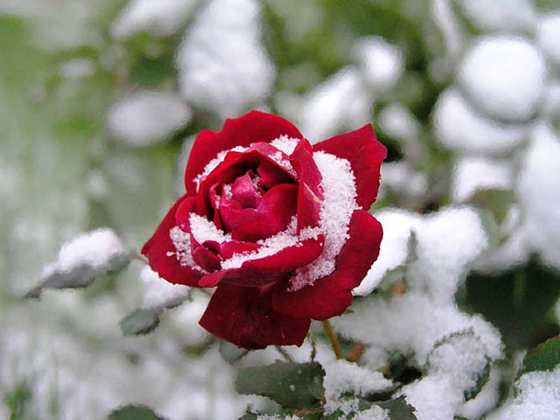 Snow Rose, red, bonito, lovingly, nice, flowers, beauty, celebrated, amazing, romance, homenage, roses, delicacy, cool, icy, snow, heart, ice, awesome, garden, nature, white, frozen, HD wallpaper
