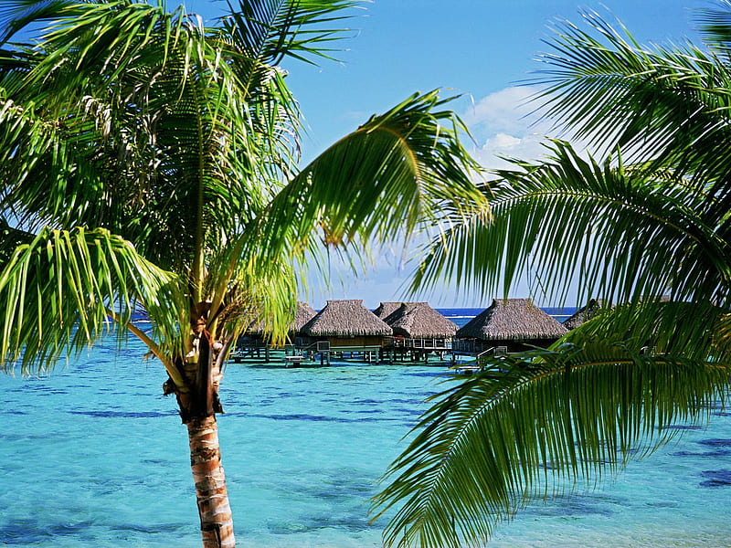 Tropical Accommodations, beach, polynesia, french, houses, ocean, island, palms, HD wallpaper