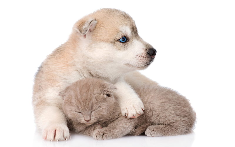 cat and dog, cute animals, kitten and puppy, Husky, Scottish kitten, Siberian Husky, HD wallpaper