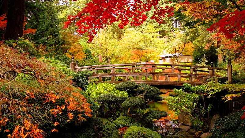 Japanese autumn, fall, leaves, japan, autumn, bridge, tres, bonito, park, forest, HD wallpaper