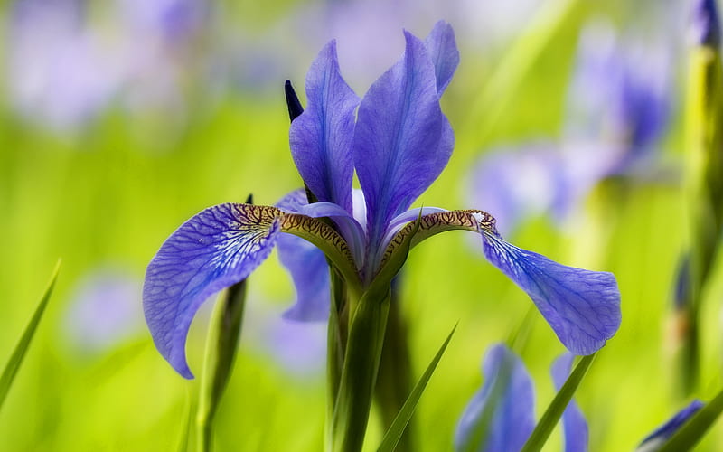 blue iris flower. jpg, nature, bulb, blue, iris, HD wallpaper