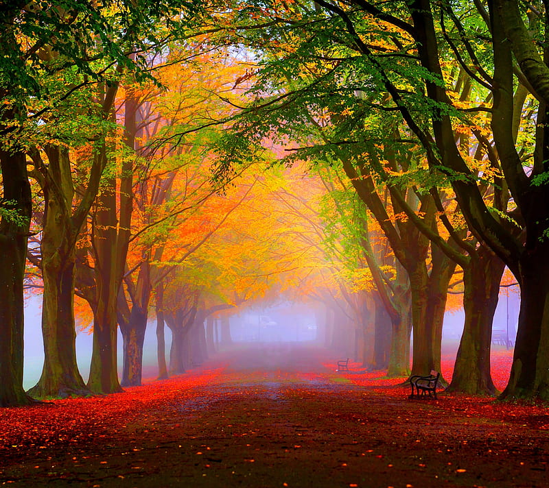 Autumn, green, red, trees, yellow, HD wallpaper