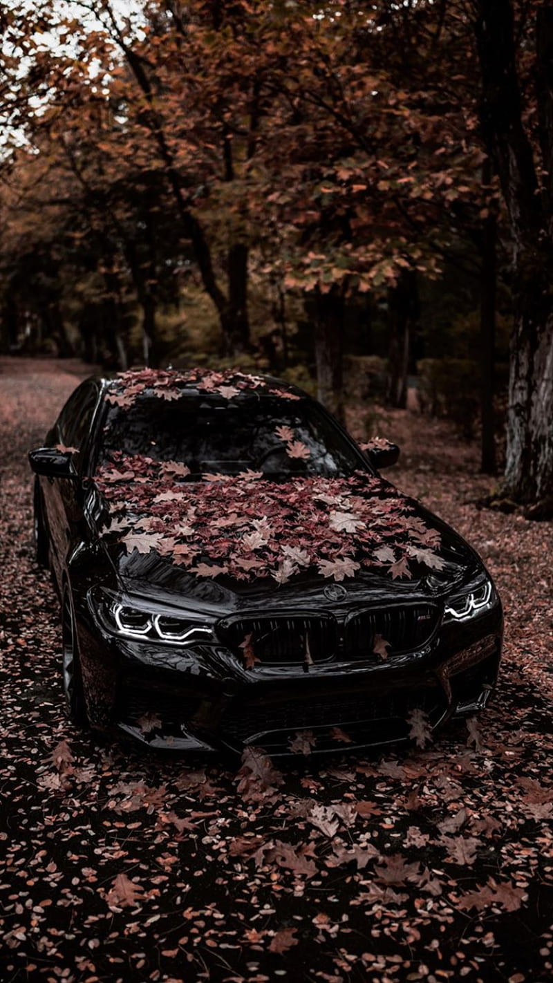 BMW M5 Black, car, driving, autumn cars, HD phone wallpaper