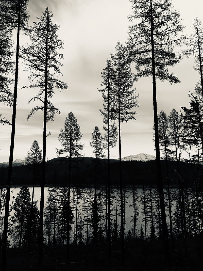 trees, lake, bw, reflection, HD phone wallpaper