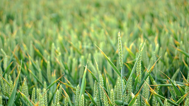 green wheatfield during daytime, HD wallpaper