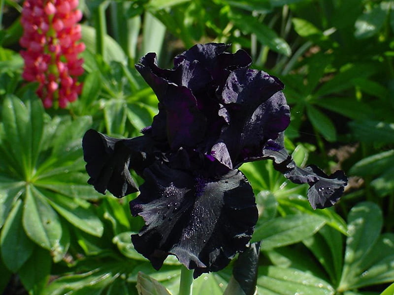 Iris negro, grafía, flores, follaje, iris negro, jardines, Fondo de  pantalla HD | Peakpx