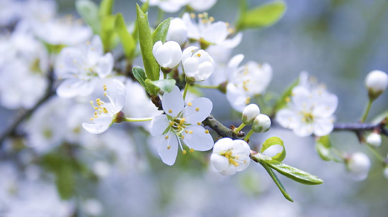 White blossoms, cool, flowers, nature, fun, HD wallpaper | Peakpx