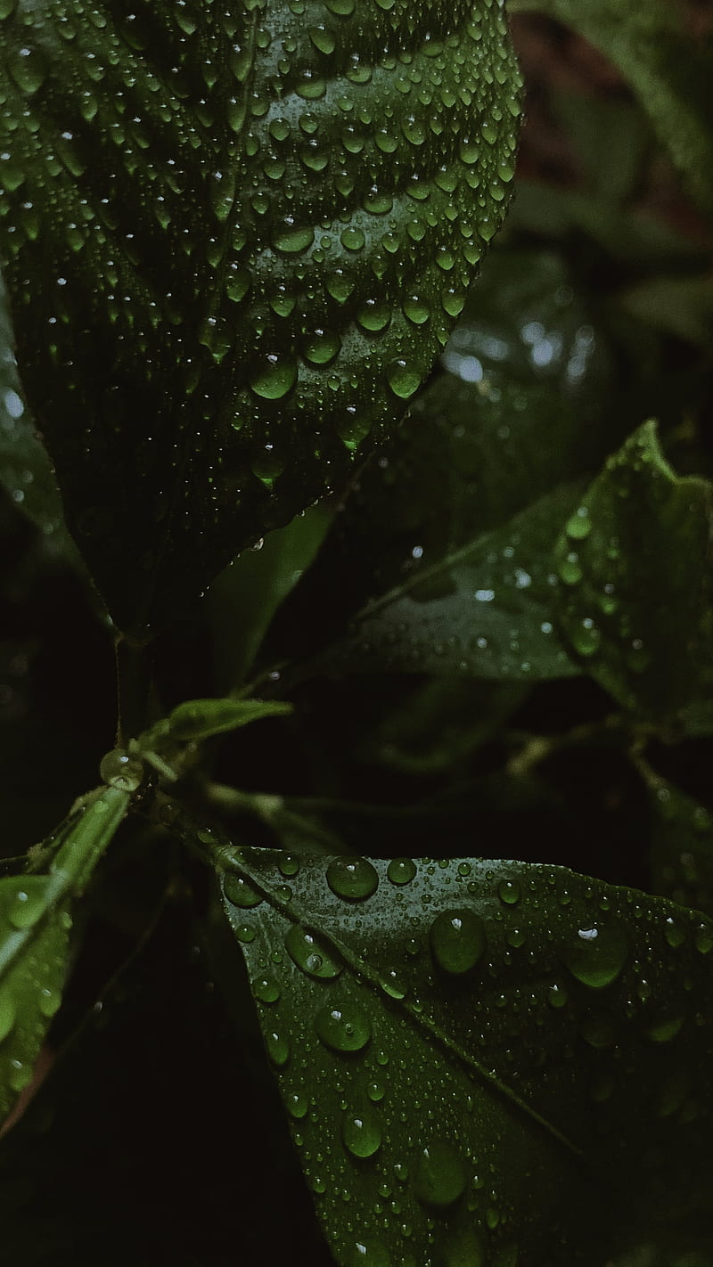 Water droplets on green leaf, HD phone wallpaper | Peakpx